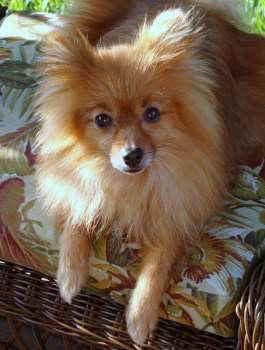 older adult Pomeranian