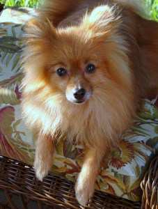 Pomeranian with thin coat