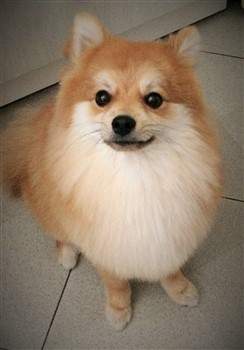 Orange and white parti Pomeranian, piebald