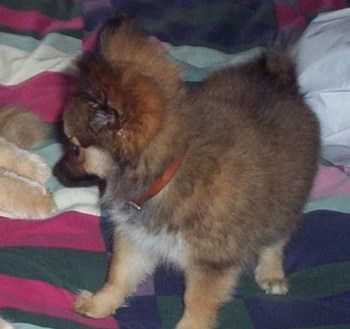 papi-pom dog