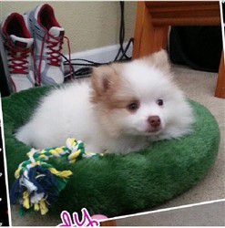 parti Pomeranian, color over one eye