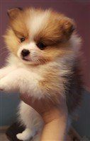 Pom puppy 8 weeks nose turned color