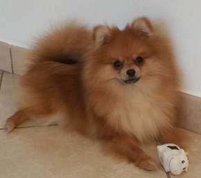 9 month old cream orange Pomeranian