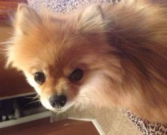small Pomeranian female