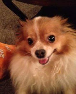 pretty female Pomeranian