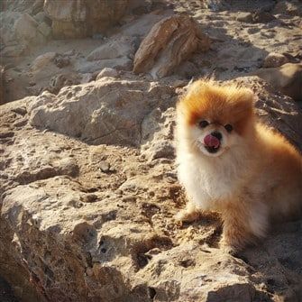 Pom at the beach