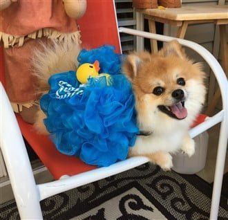 Pomeranian bath sponge costume