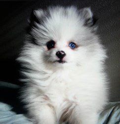 North Alabama Pomeranian Breeder