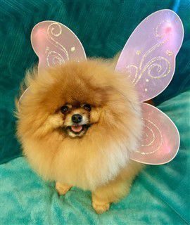 Pomeranian butterfly outfit