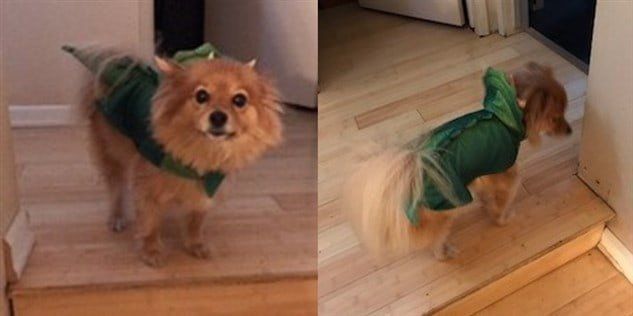 Pom dinosaur Halloween costume