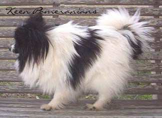Pom with thick fur
