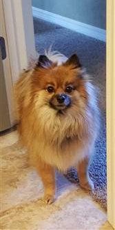 Pomeranian in doorway
