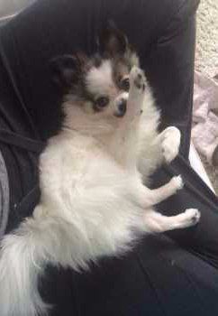 Pomeranian with leg up
