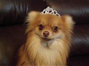 Pomeranian nose brown and pink