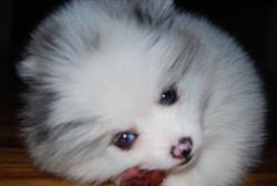 Pomeranian nose color 8 weeks old