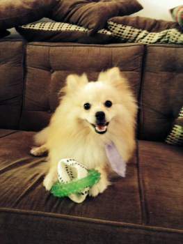 Pom on couch