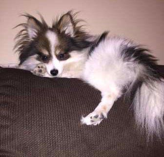 Pomeranian on top of sofa
