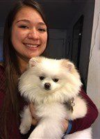Pom with pink and black nose