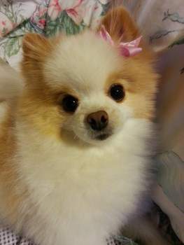 4 year old Pom pup
