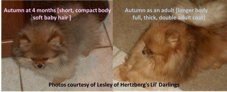 Pomeranian short hair vs long hair