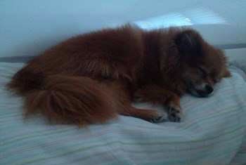 Pomeranian sleeping