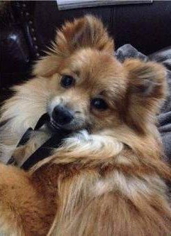Pomeranian male