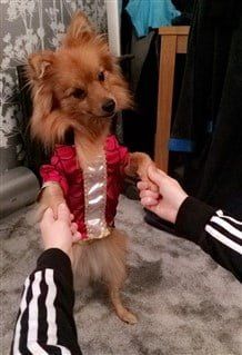 Pom spoopy vampire costume