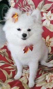 Pomeranian puppy