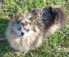 Pomeranian with different colored eyes