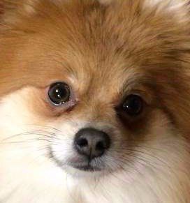 cream and orange Pomeranian