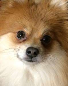 18 month old Pomeranian