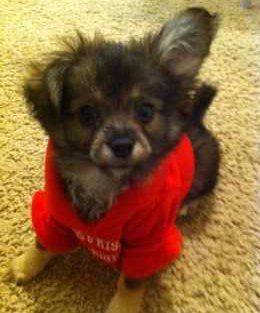 Pomchi