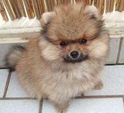 Pomeranian white and tan