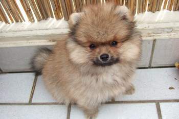 Orange Pomeranian