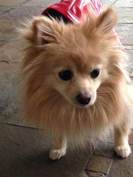 Pomeranian 2 years old