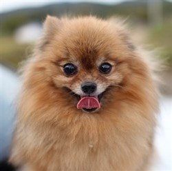 Pomeranian behaving silly