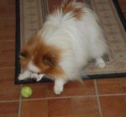 Pomeranian acting silly