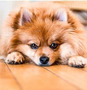 Pomeranian relaxing