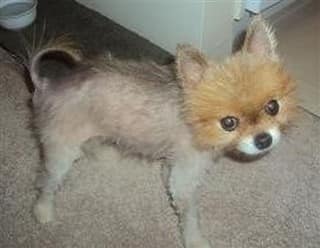 Pomeranian with alopecia