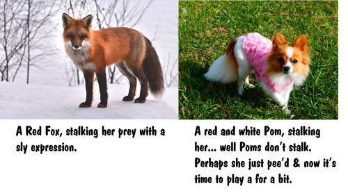 Pomeranian dog and a fox