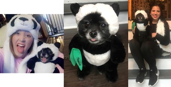 Panda Pomeranian