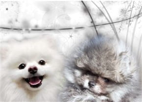 Pomeranian breeder Montreal CAN