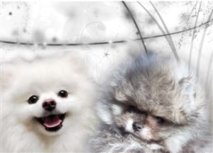 Pombrazen Pomeranian breeder Montreal CAN