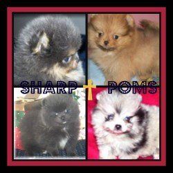 Arizona Pomeranian Breeder