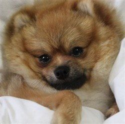 Pomeranian cuddle