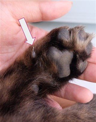 Pomeranian dewclaw