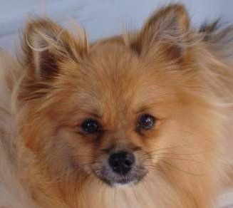 Pomeranian eye color