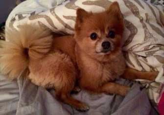 Pomeranian fox cut