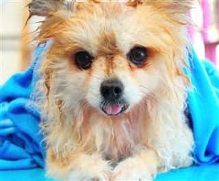 Pomeranian fur bad texture after bath