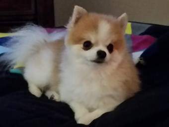 Pomeranian fur cut too short